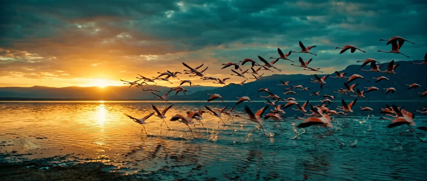a flock of flamingos taking off from a salt lake at dawn, fashion film still, anamorphic, teal and gold, no text, no watermark, generated with Gemini 3.1 Flash Image Preview on Knowlify